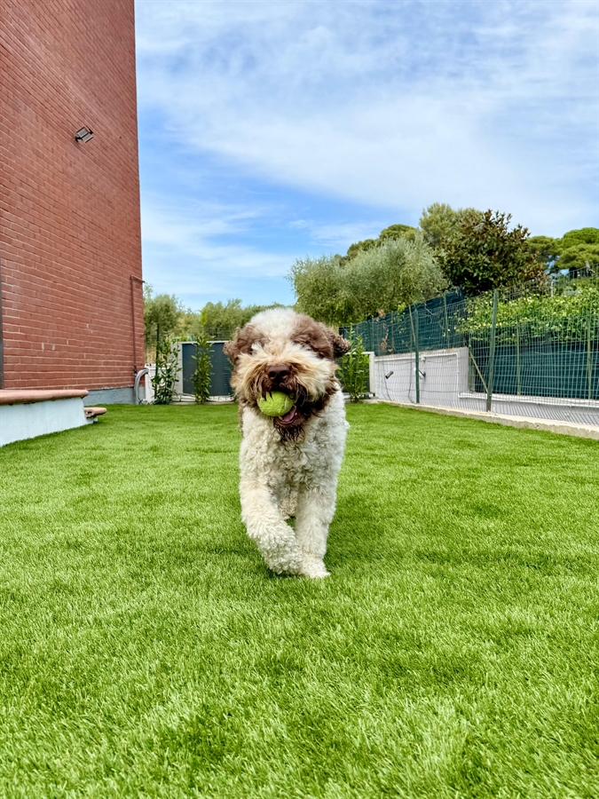 PRATO ADATTO A TUTTI I TIPI DI CANE 